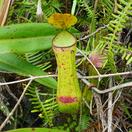 Die Kanne einer Kannenpflanze